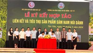 LỄ KÝ KẾT HỢP TÁC VỚI HỢP TÁC XÃ SÂM NAM NÚI DÀNH VIỆT LẬP